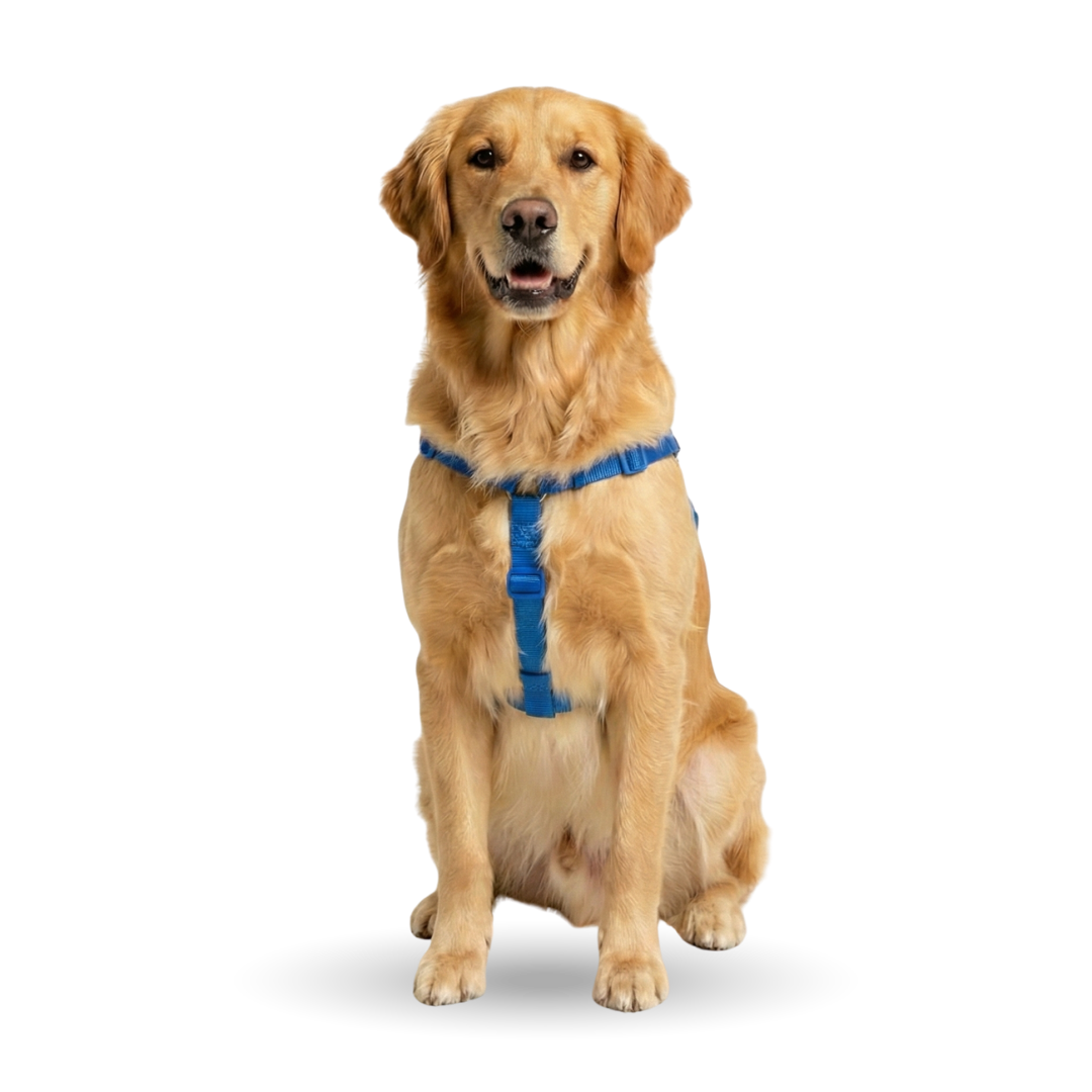 Cão da Rota da Pata